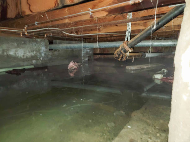 Best Professional water damage repair  in Palm Coast, FL